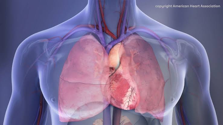Common Mouth Bacteria May Trigger Dangerous Calcium Buildup in the Heart