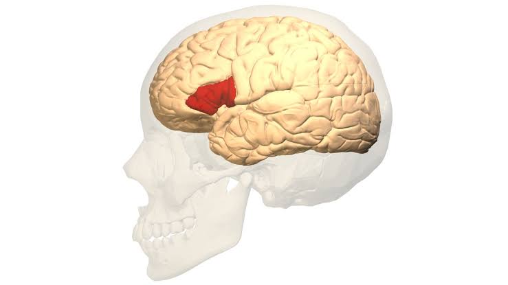 On this day: Brain region for speech found
