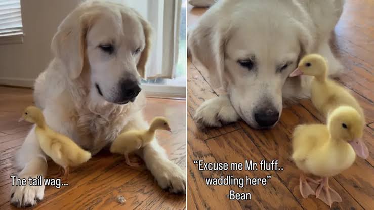 Golden Retriever Can’t Stop Whining To See His ‘Babies,’ Then Greets Them in an Unexpected Way