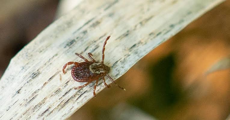 Brown: Ticks are on the rise in Minnesota ― and so are the diseases they carry