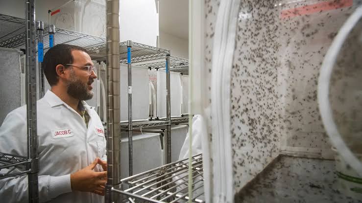 Google wants to set 64 million mosquitoes loose in California and Florida
