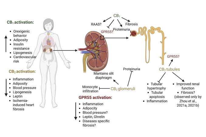 Cannabinoid pathways may offer targets for kidney disease as CKD affects 850 million people