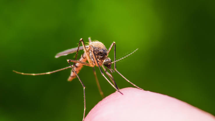 West Nile virus detected in Grant County, officials urge community to take caution
