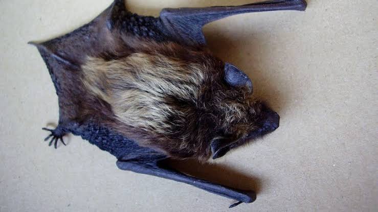 Health officials warn of rabies after bat lands on table at Vista restaurant