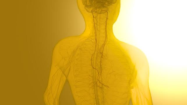 Scientists Discover a Vagus Nerve Signal That Links Food Directly to Memory Formation