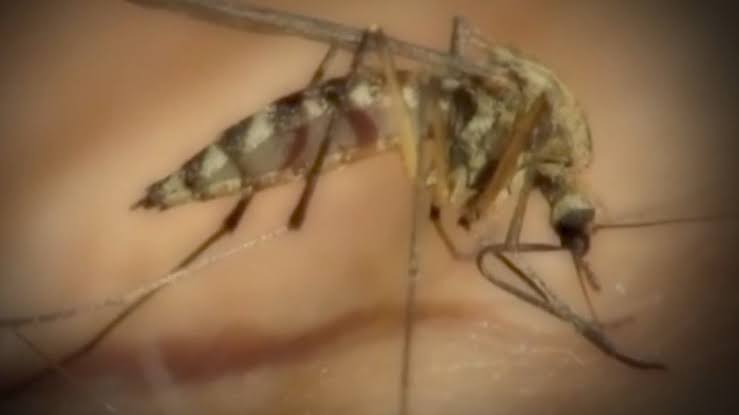 West Nile virus reported in Maryland