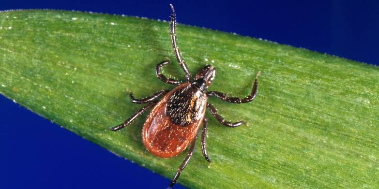 Aspirus gives tips to avoid ticks