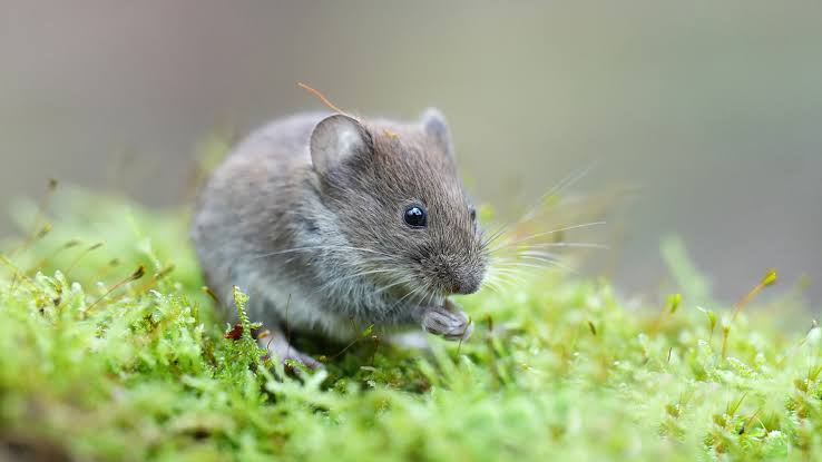 Scientists got mouse eyes to perform photosynthesis — and no, they didn't turn green