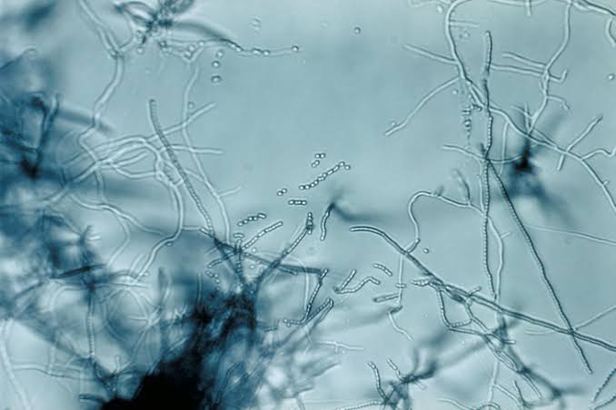 McMaster University uncovers natural antibiotic cocktail that suppresses multidrug-resistant superbugs