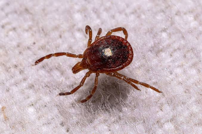 My Husband Found an Unwelcome Visitor in Our Bed. It’s a Threat That’s Coming for All of Us.