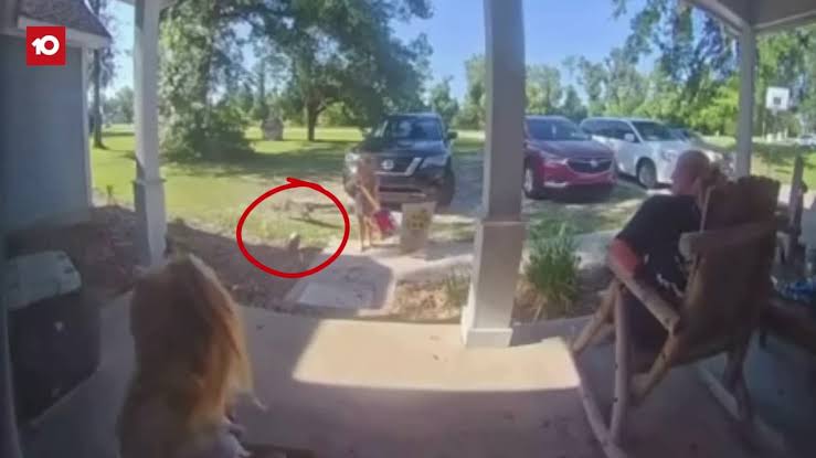 5-year-old South Georgia girl attacked by rabid fox, family says