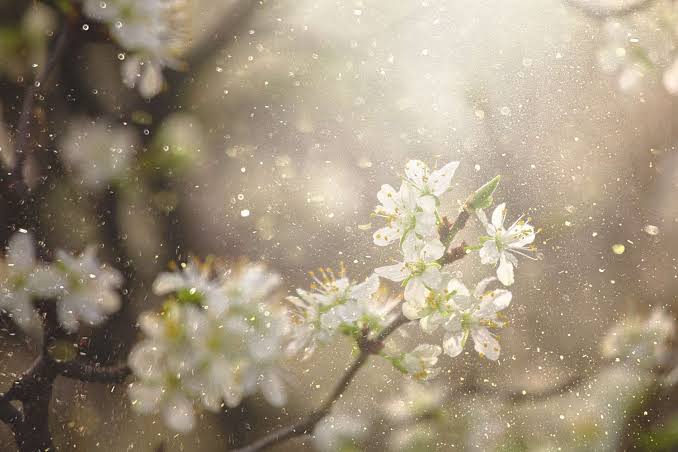 A Major Pollen Surge Is Coming—These 20 US Cities Will Be Hit Hardest
