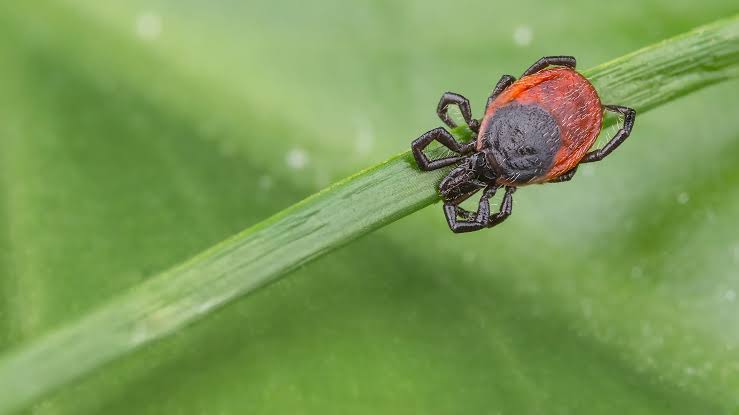 6 Tick Infested Areas In Arkansas