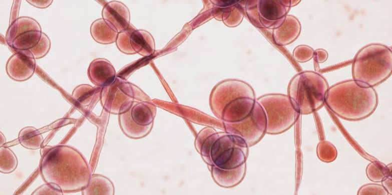 What to know about the drug-resistant fungus spreading through Michigan hospitals