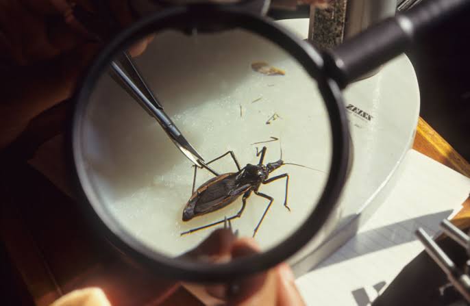 San Diego reports first locally acquired ‘kissing bug’ disease case