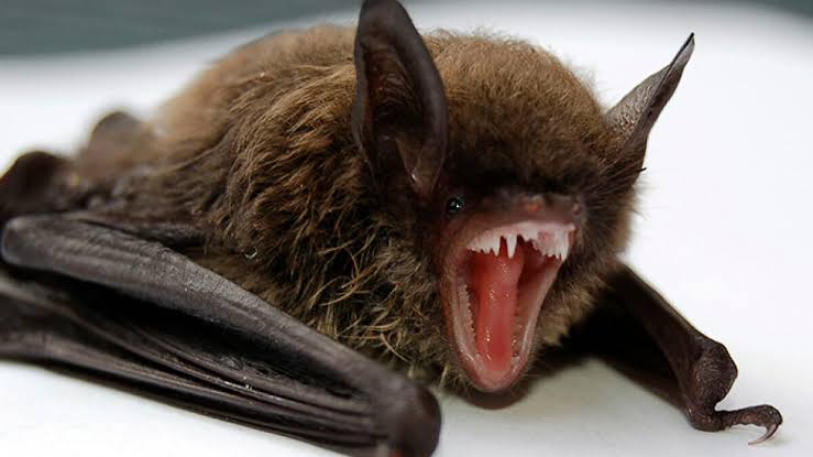 11-Year-Old Canadian Boy Tragically Loses His Life After Being Woken Up By A Bat On His Face