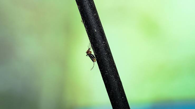Record number of West Nile virus cases since 2004, CDC warns ahead of holiday weekend