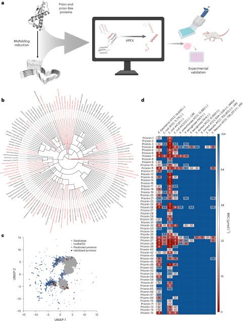 Deep learning reveals antimicrobial peptides within prions