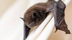 11-year-old boy dies from rabies after waking up to bat on his face