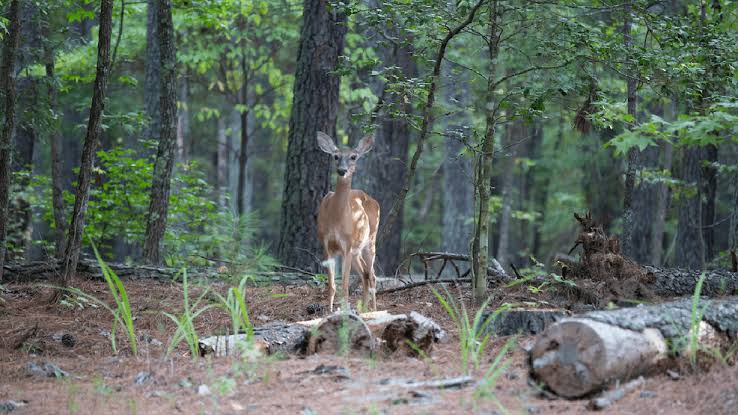 New deer hunting rules aim to slow the spread of chronic wasting disease in North Carolina