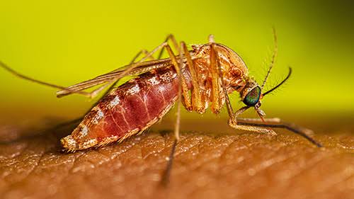CDC Encourages Americans to Stay Mosquito Bite-Free during America's 250th Independence Day holiday weekend