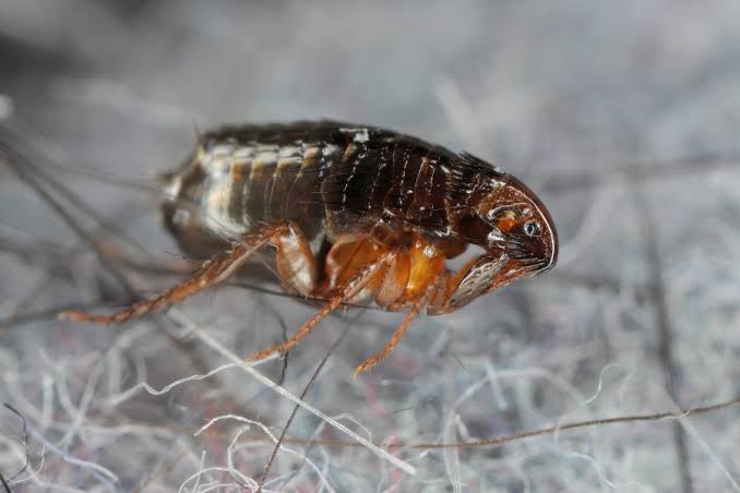 US county sees record surge of flea-borne typhus cases