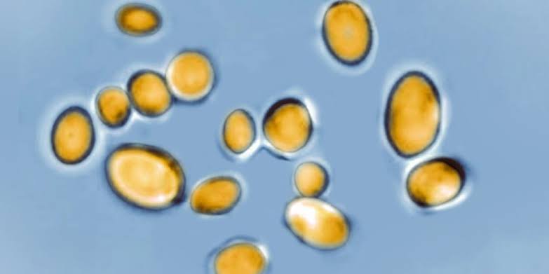 Potentially life-threatening fungus rapidly spreading across the US with limited treatment options
