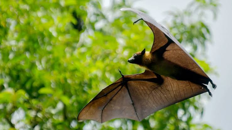 Boy, 11, Dies From Rabies After Bat Bite in Ontario