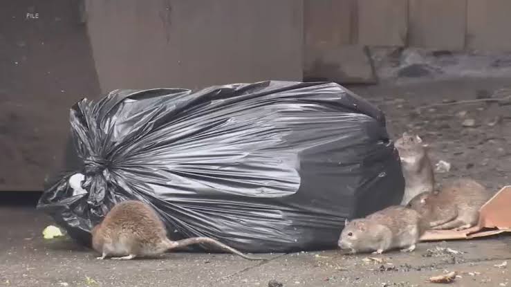 Mutating mice becoming growing problem in New York City, Rutgers researchers say