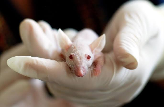 Drug temporarily reverses autism-like brain changes in adult mice within hours