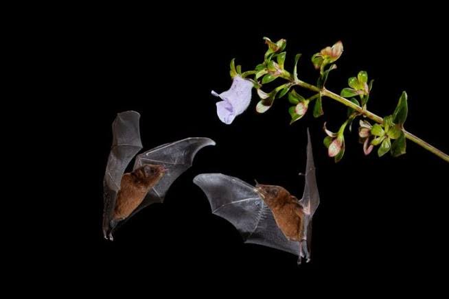 Two Cautionary Tales Show Risk of Rabid Bats