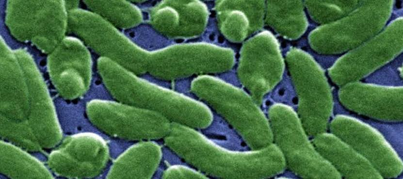 Louisiana reports 5 deaths due to Vibrio vulnificus