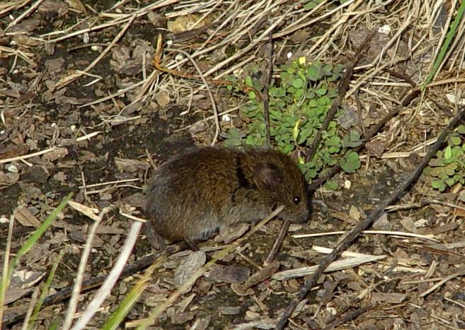 ‘Shocking number’ of PNW rodents may carry hantavirus, Scientific American says