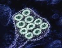 Doctors urge caution after rare rabies death in Canadian boy