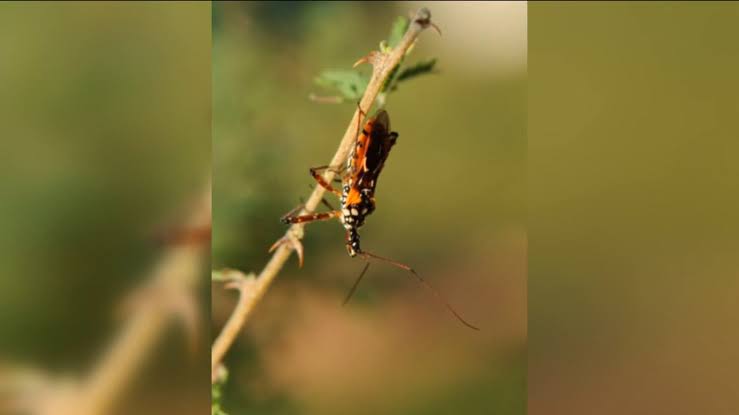 San Diego confirms first locally acquired case of Chagas disease spread by the kissing bug
