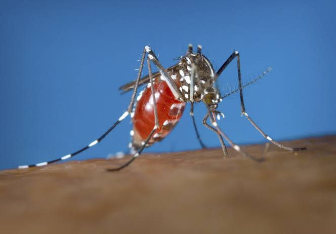 Virginia resident has state’s 1st locally acquired case of dengue fever
