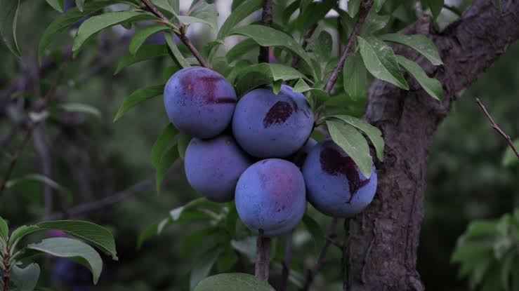 The Fruit Linked To Better Heart Health And Slower Brain Ageing
