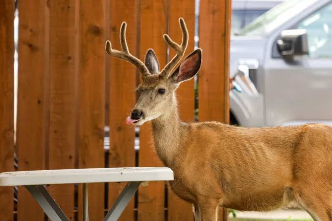 15,000 Zombie Deer Are Eaten by Humans Each Year, and That Number is Growing