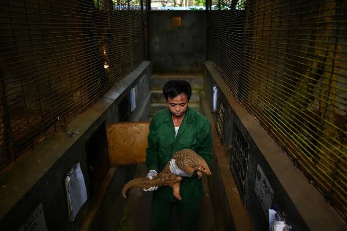 Here’s how the wildlife trade is fueling disease outbreaks across the globe