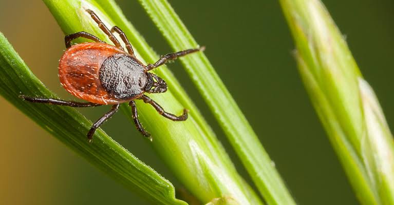 Found a tick? Here’s what to do.