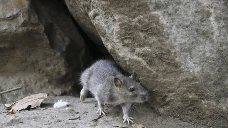 Study finds deadly hantavirus more widespread in Pacific Northwest rodents than expected