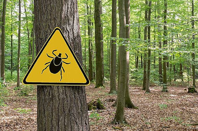 Cases of rare but dangerous Powassan tick virus rising in US