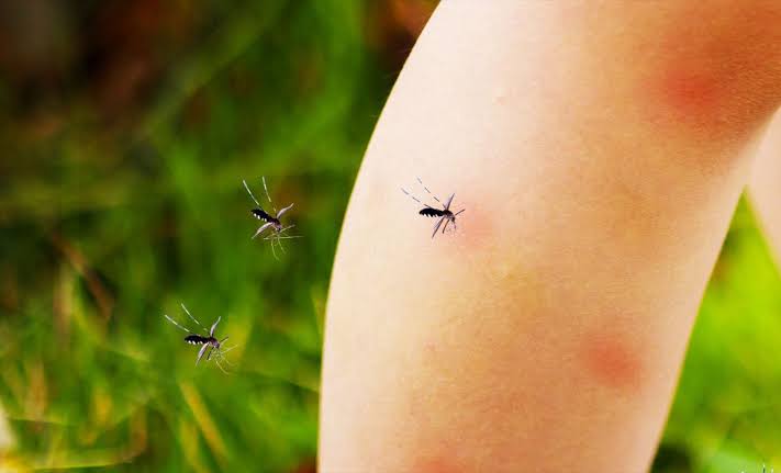 What makes you a mosquito magnet? Scientists tested 450 people to find out