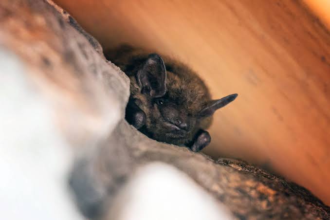 What to Do If You Find a Bat in Your House, According to a Bat Biologist