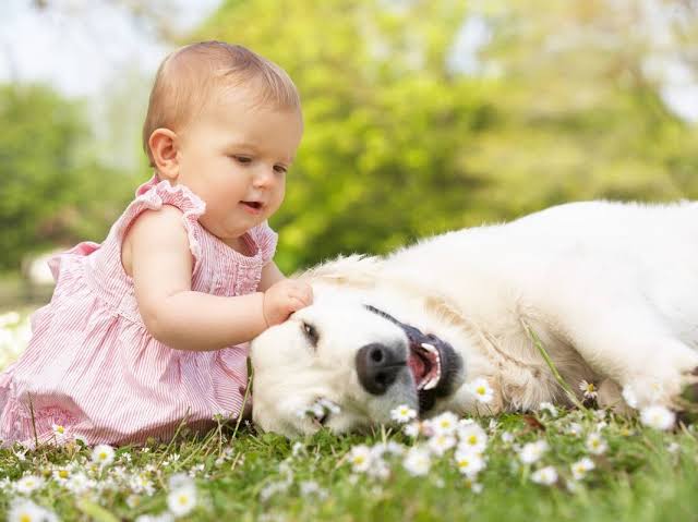 Gentle Golden Retriever Watches Sweet Baby Discover Something New
