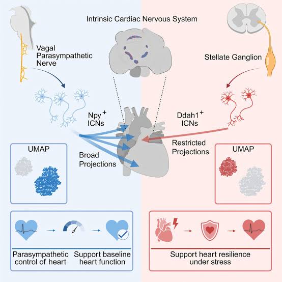 How the heart's 'little brain' helps it function and protects it against stress