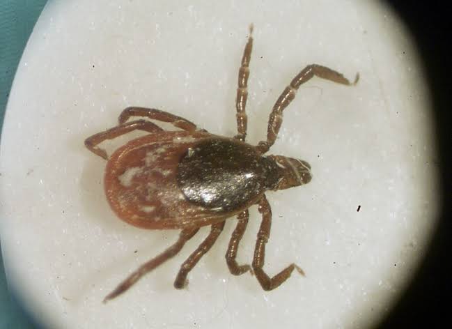 How to protect yourself — and your yard — from ticks during one of the worst season in a decade