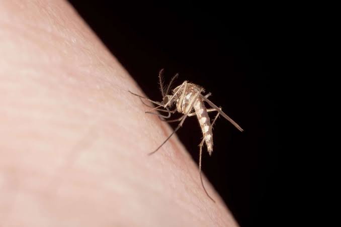 Why Google wants to release 32 million mosquitoes in California