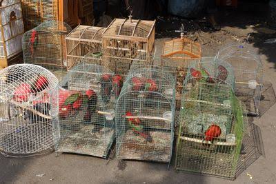 “The Longer We Trade Animals, The More Pathogens Make The Jump”: 40 Years Of Data Shows Wildlife Trade Boosts Chances Of Disease Spillover
