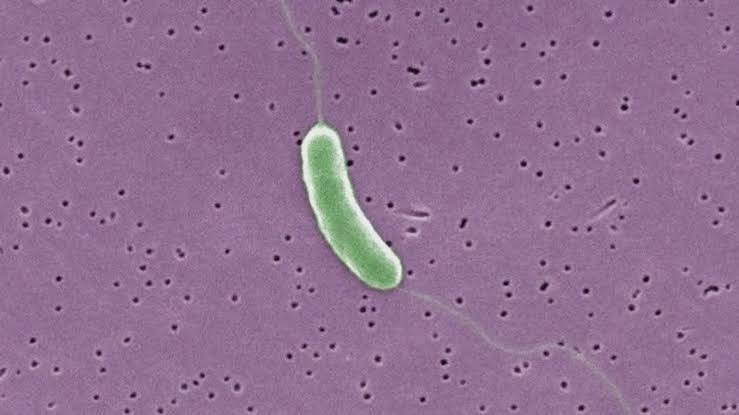 Florida records first flesh-eating bacteria death of 2026